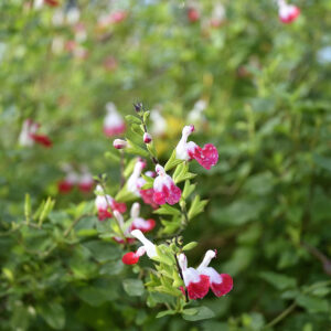 Salvia microphylla 'Hotlips' | Aaldering de Stek