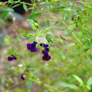 Salvia microphylla 'Nachtvlinder' | Aaldering de Stek