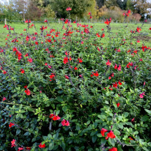 Salvia microphylla 'Royal Bumble' | Aaldering de Stek