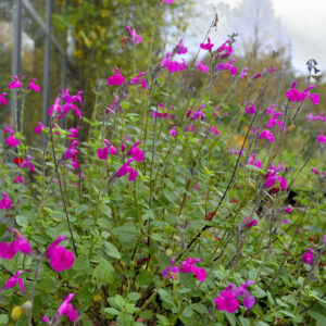 Salvia microphylla 'Vevina' | Aaldering de Stek