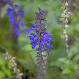 Salvia nemerosa 'Caradonna' | Aaldering de Stek