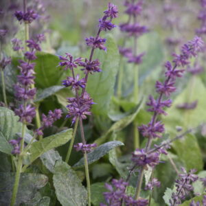 Salvia verticillata 'Endless Love' | Aaldering de Stek