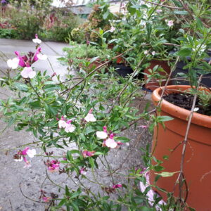 Salvia x jamensis 'Dyson's Joy' | Aaldering de Stek