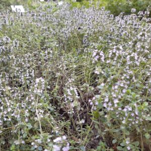 Thymus vulgaris | Aaldering de Stek