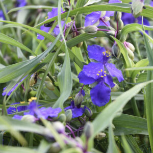 Tradescantia 'J.C. Wuegelin' | Aaldering de Stek