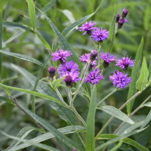 Vernonia Baldwinii | Aaldering de Stek