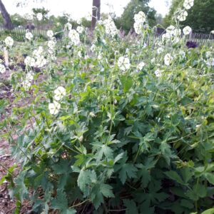 Geranium phaeum 'Album' | Aaldering de Stek