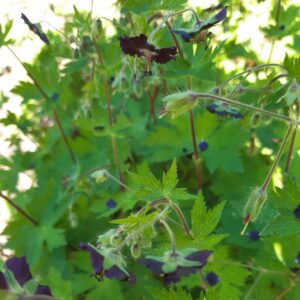 Geranium phaeum 'Mourning Widdow' | Aaldering de Stek