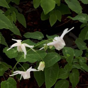 Epimedium 'Perrine's White' | Aaldering de Stek