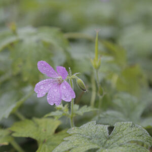 Geranium endressi | Aaldering de Stek