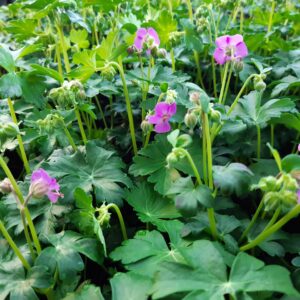 Geranium cantabrigiense 'Berggarten' | Aaldering de Stek