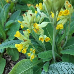 Primula vulgaris | Aaldering de Stek