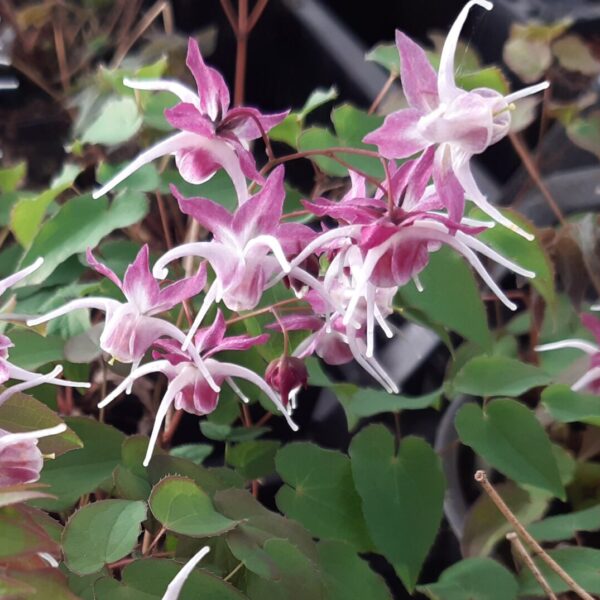 Epimedium grandiflorum 'Dark Beauty' | Aaldering de Stek