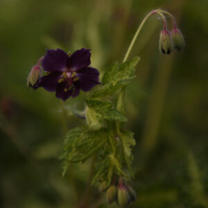 Geranium phaeum 'Springtime' - KwekerijAalderingDeStek
