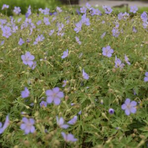 Geranium 'Blue Cloud' | Kwekerij Aaldering De Stek