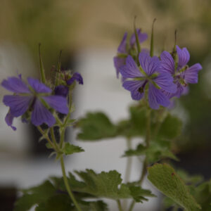 Geranium 'Philip Vapelle' p9 | Kwekerij Aaldering De Stek
