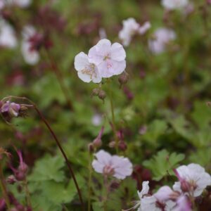 Geranium cantabrigiense 'St. Ola' | Kwekerij Aaldering De Stek